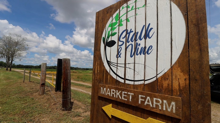 lemonicious-locations-STALK-AND-VINE-ON-39-FINAL_WTVT6395_186.mp4_.00_00_21_11.Still003[1]